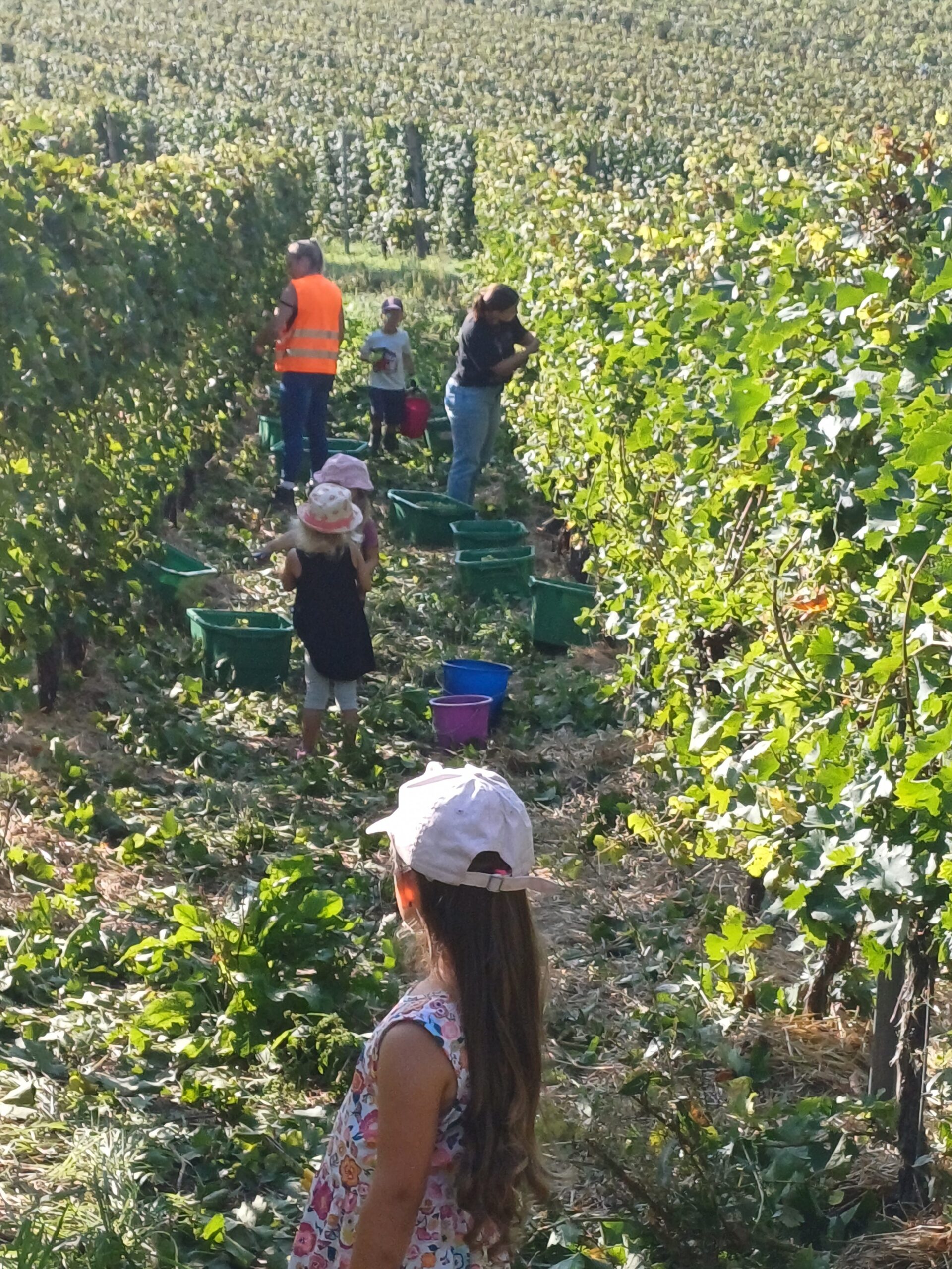Fleißige Helfer bei der Traubenlese