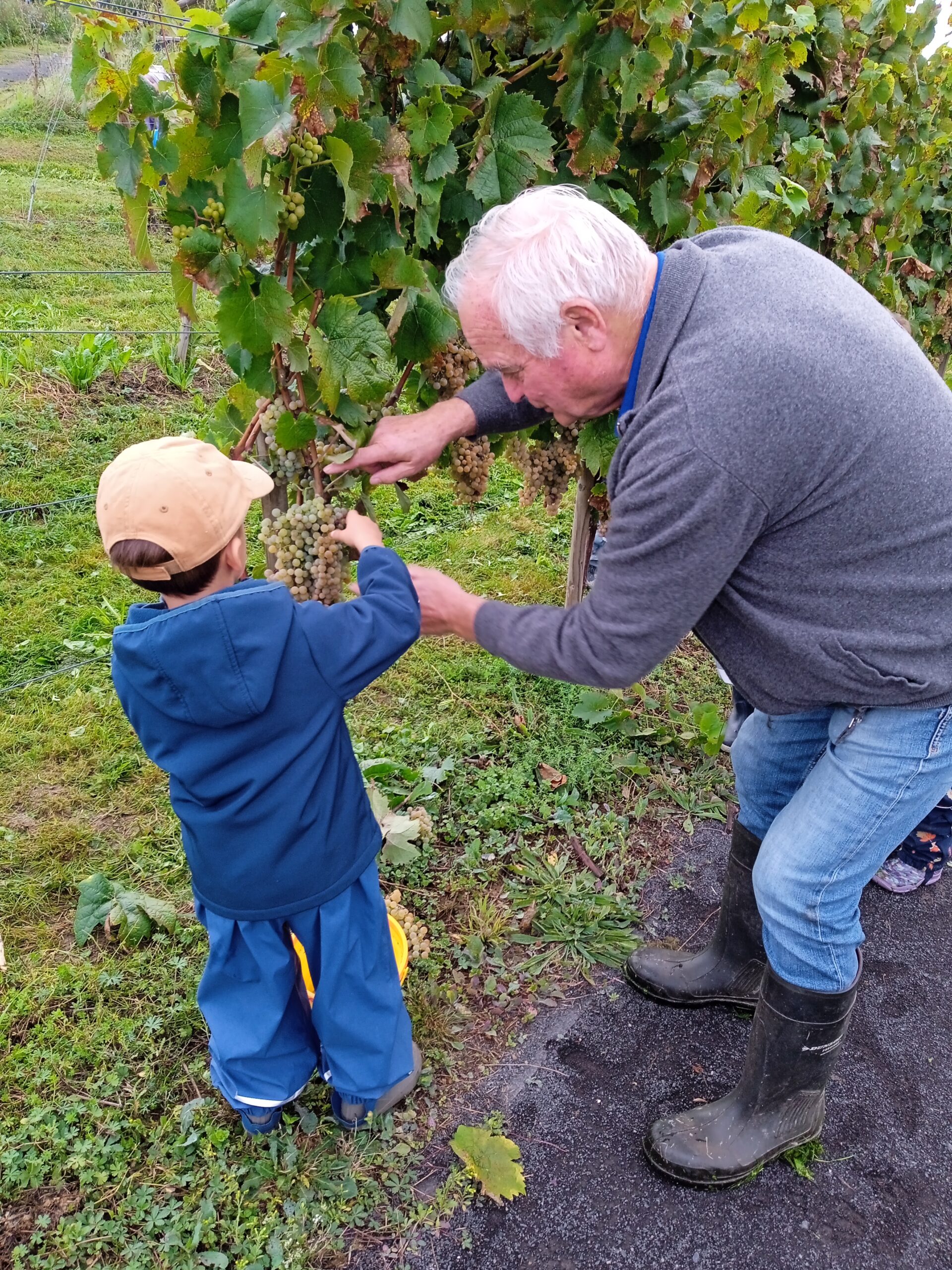 Traubenlese im Kinderwingert im Mehrgenerationenpark am Oestelbach in Osann-Monzel